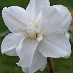 Narciss "Alba Plenus"