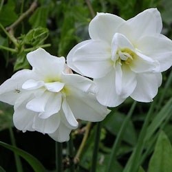 Narciss "Alba Plenus"