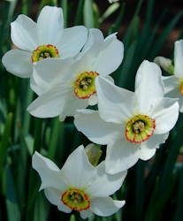 Narciss poeticus recurvus