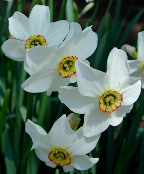 Narciss poeticus recurvus