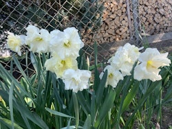Narciss "Colblanc"