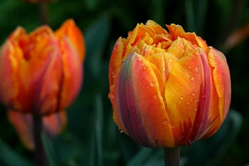 Orange Princess