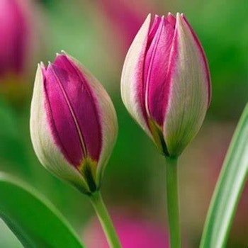 Humilis Persian Pearl