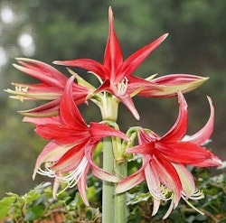 Hippeastrum Quito