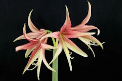 Hippeastrum Sumatra
