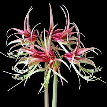 Hippeastrum Chico