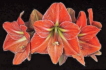 Terra Cotta Star