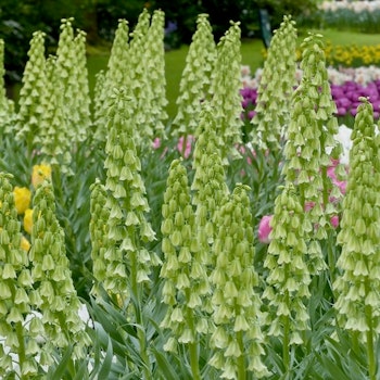 Fritillaria Ivory Bells