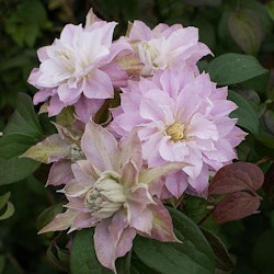 Clematis "Dancing Smile"