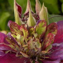 Clematis "Temptation"