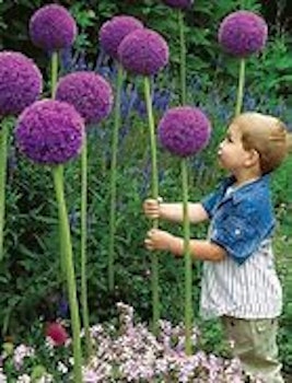 Allium Giganteum