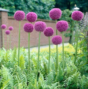 Allium Giganteum