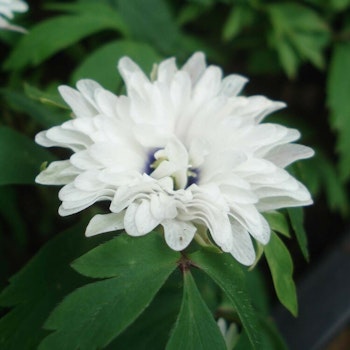 Anemon nemorosa "Blue Eyes" vitsippa