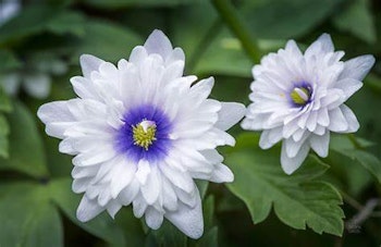 Anemon nemorosa "Blue Eyes" vitsippa