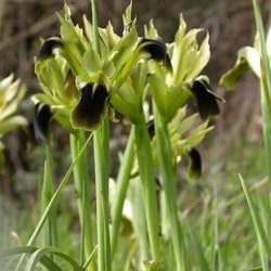 Hermodactylus tuberosa