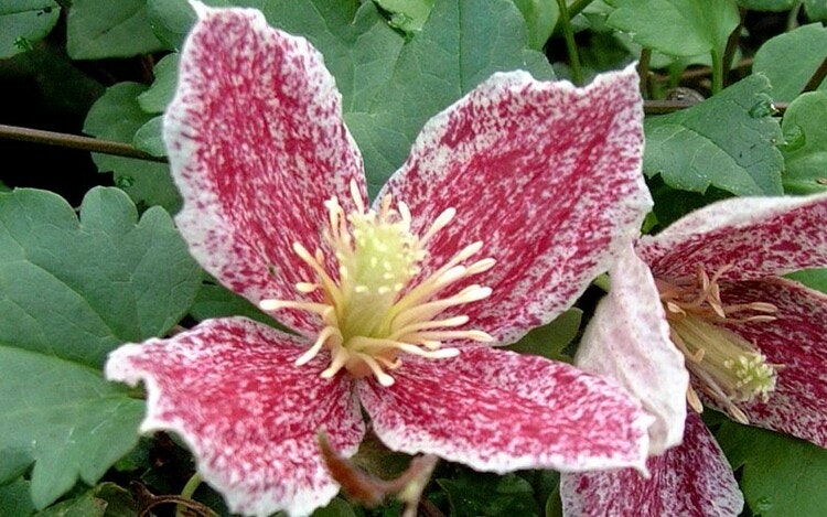 Clematis "Freckles"
