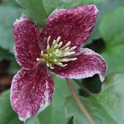 Clematis "Landsdowne Gem"