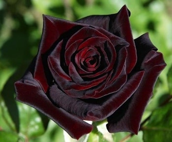 Black Baccara