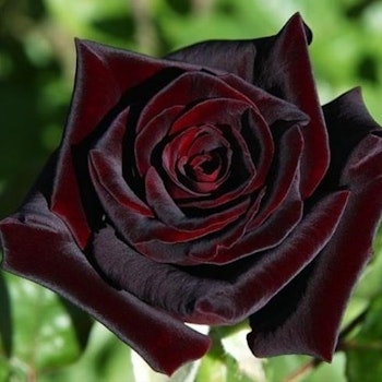 Black Baccara