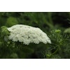 Ammi Majus "Queen of Africa"