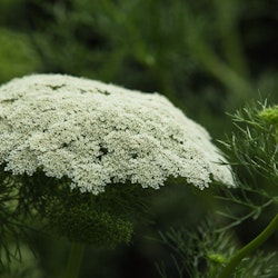 Ammi Majus "Queen of Africa"