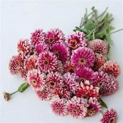 Zinnia "Mazurkia"