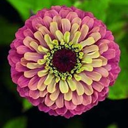 Zinnia "Queen Red Lime"