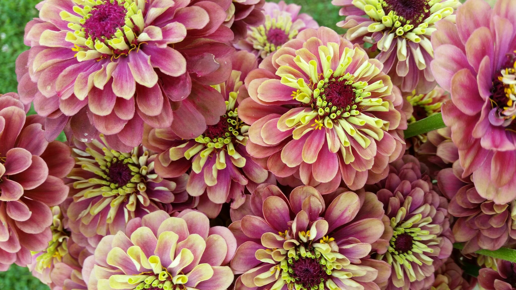 Zinnia "Queen Red Lime"