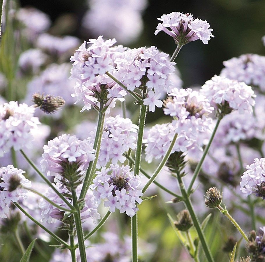 Verbena "polaris"