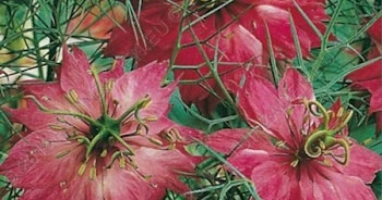 Nigella (Junfrun i det gröna) "Persian Rose"