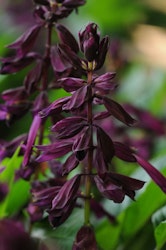 Salvia " Lighthouse Purple"