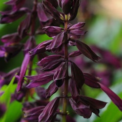 Salvia " Lighthouse Purple"