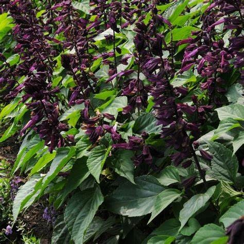 Salvia " Lighthouse Purple"