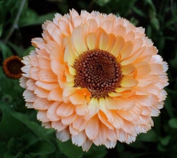 Ringblomma "Apricot delight"