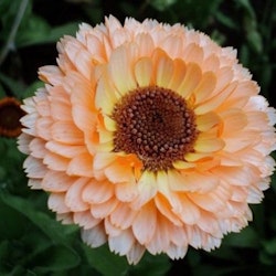 Ringblomma "Apricot delight"