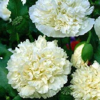 Pionvallmo "Cream Peony"