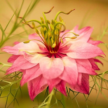 Nigella (Junfrun i det gröna) "Persian Rose"
