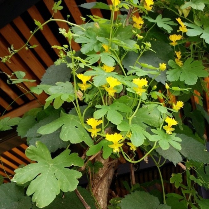 Fjärilskrasse Tropaeolum peregrinum