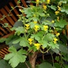 Fjärilskrasse Tropaeolum peregrinum