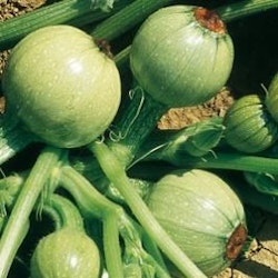 Zucchini "Tondo di Nizza"