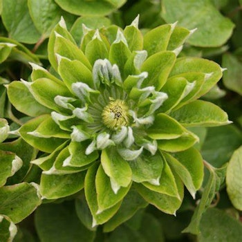 Clematis "Green Passion"