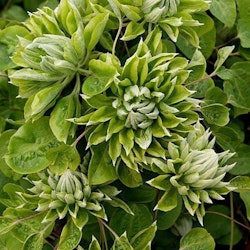 Clematis "Green Passion"