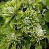 Clematis "Green Passion"