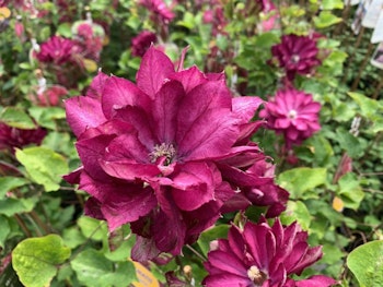 Clematis "Red Passion"