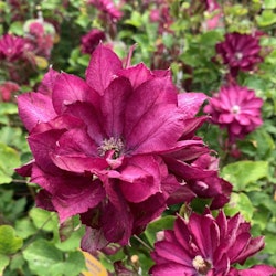 Clematis "Red Passion"