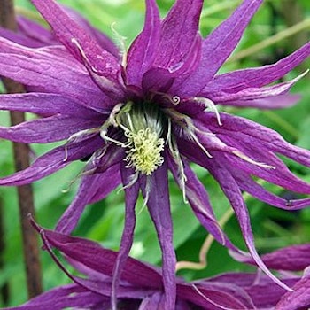 Clematis "Octopus"