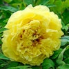 Pion "Yellow Crown"