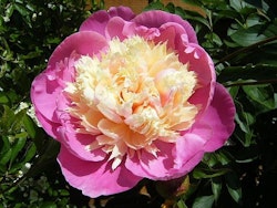 Pion "Bowl of Beauty