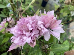 Clematis "Multi Pink"