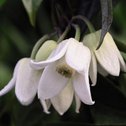 Clematis "Winter Beauty"